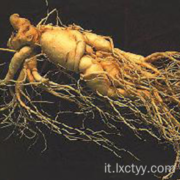 Panax ginseng di alta qualità